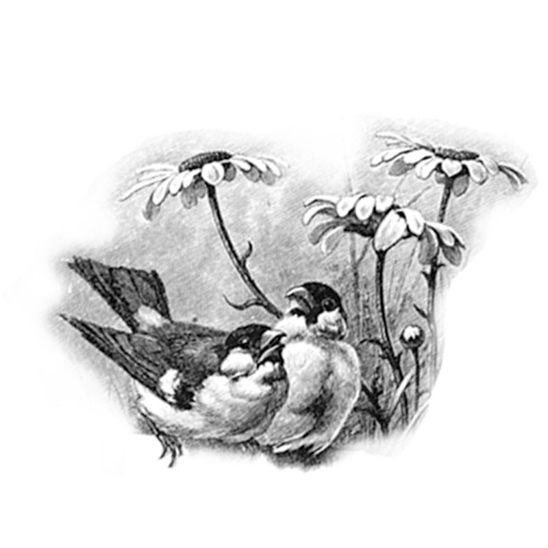 #2348 - Bird Pair - Nature